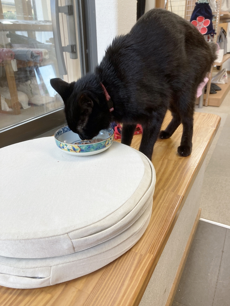 ゴロさんお食事中 ゴロさんお食事中