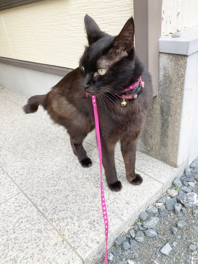 ゴロさんの縄張りチェック ゴロさんの縄張りチェック