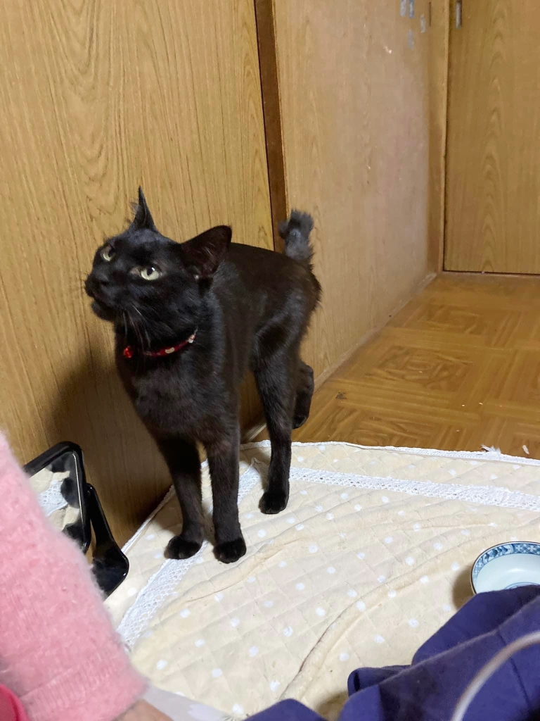 ゴロさん ゴロさん