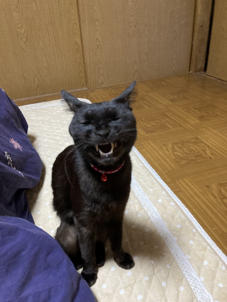 ゴロさんのあくび ゴロさんのあくび