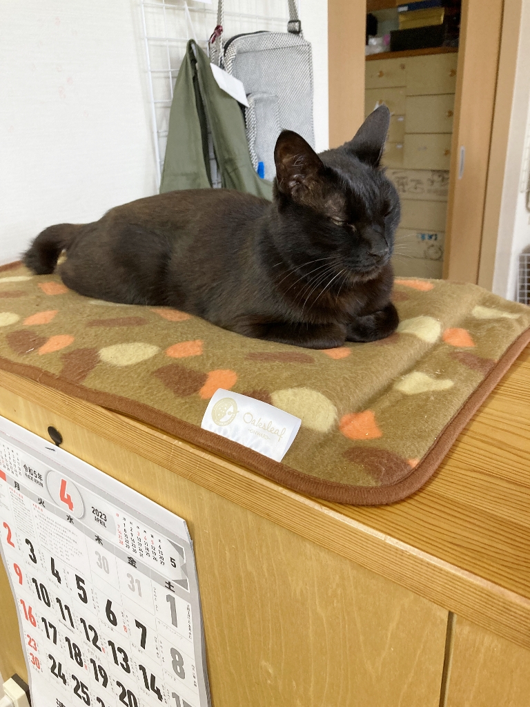 ゴロ店長 ゴロ店長