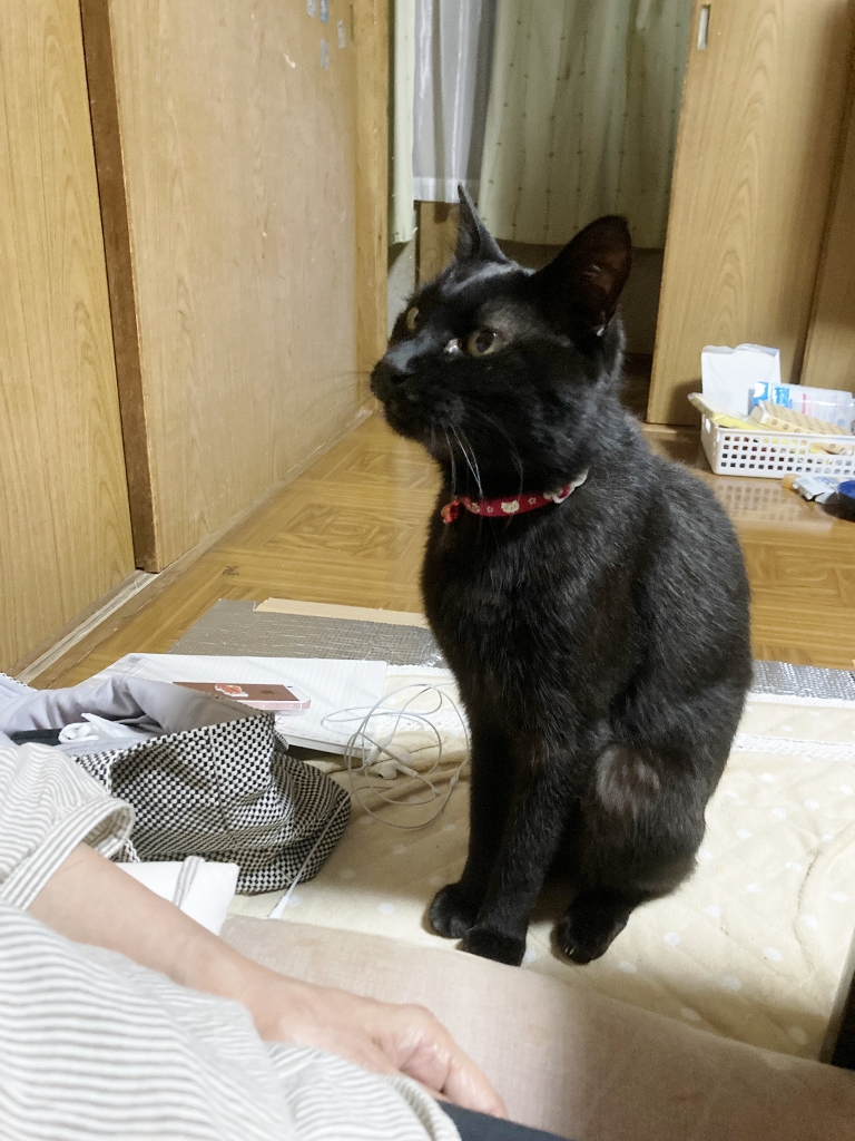 ゴロさん ゴロさん