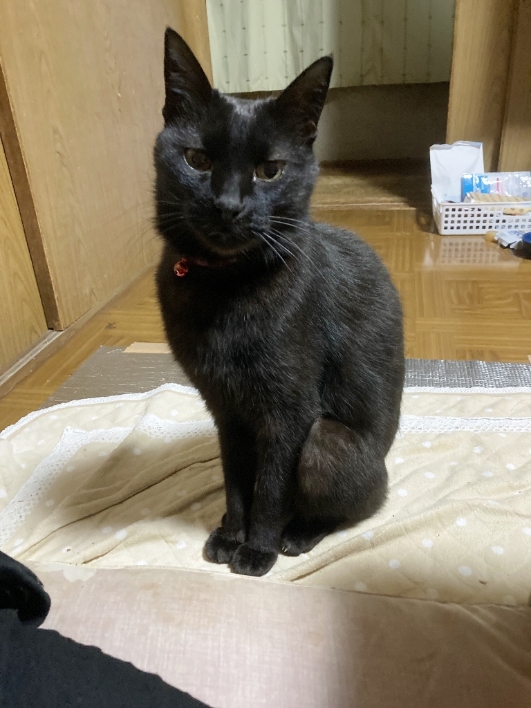 ゴロさん ゴロさん