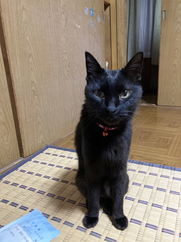 ゴロさん ゴロさん