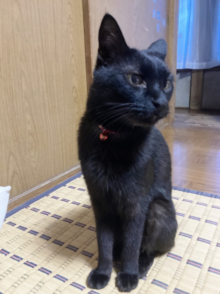 ゴロさん ゴロさん