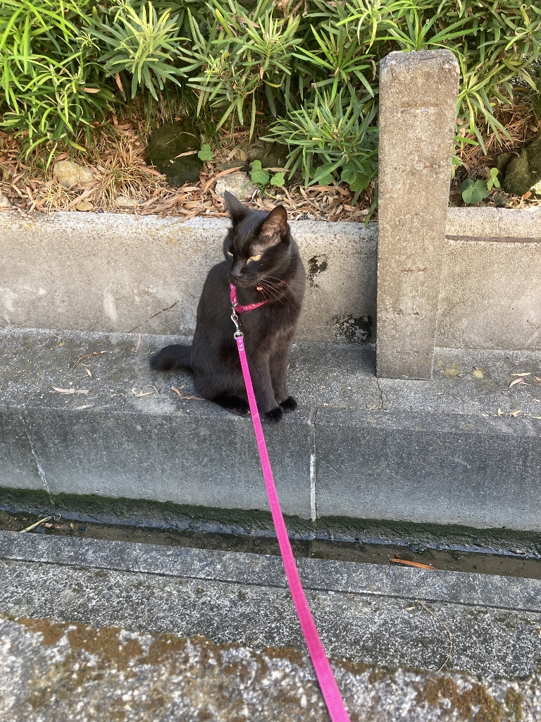 ゴロさん ゴロさん