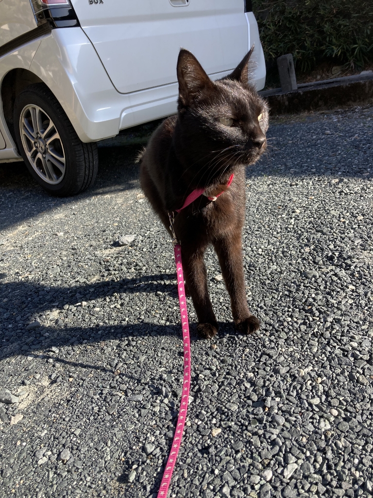 ゴロさん ゴロさん