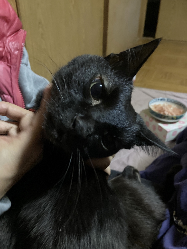 ゴロさん ゴロさん