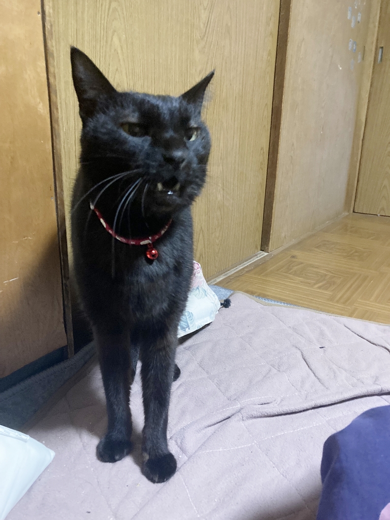 ゴロさん ゴロさん