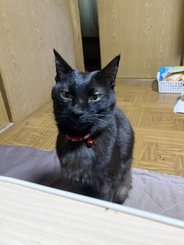 ゴロさん ゴロさん