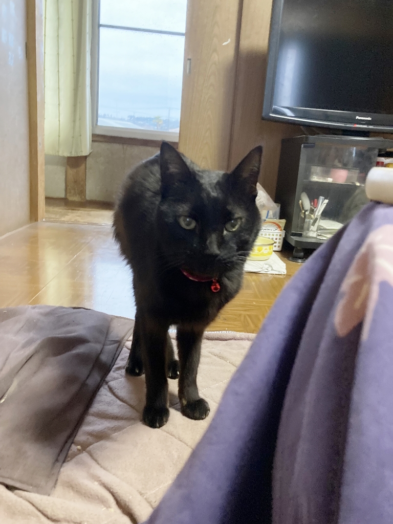 ゴロさん ゴロさん