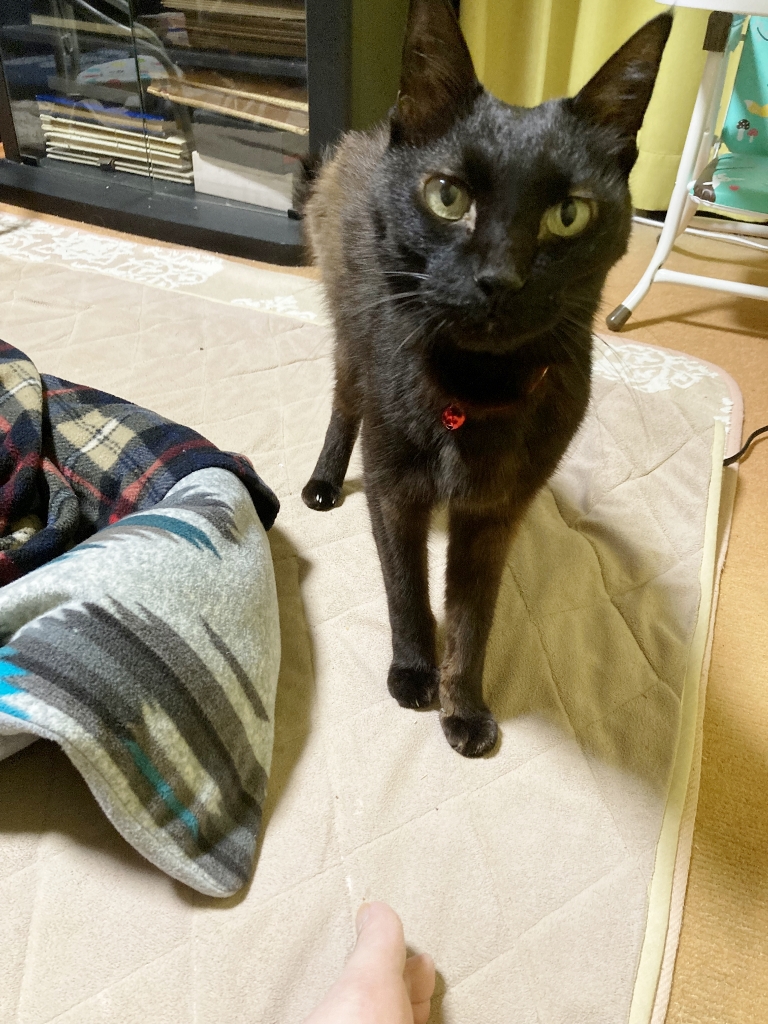 ゴロさん ゴロさん