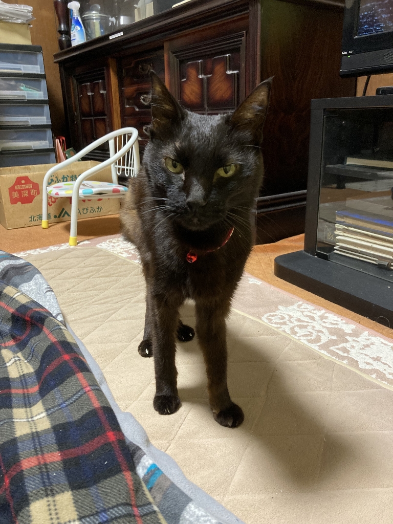ゴロさん ゴロさん