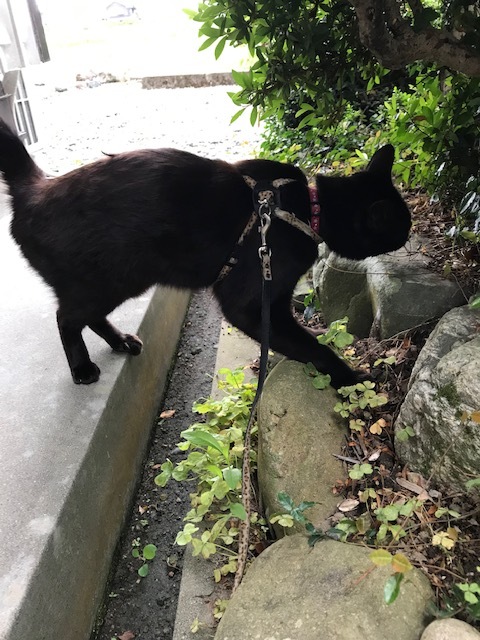 ゴロさん 縄張りチェック ゴロさん 縄張りチェック