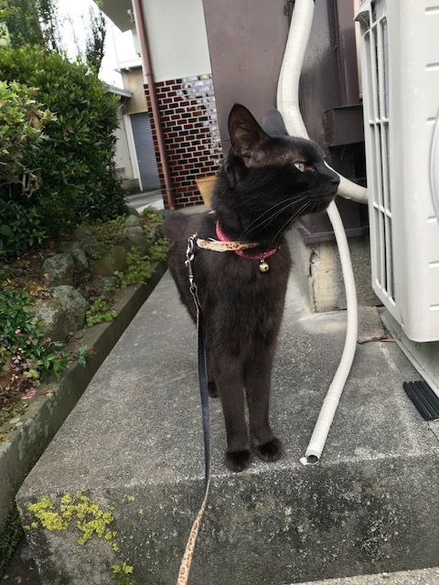ゴロさんの縄張りチェック ゴロさんの縄張りチェック