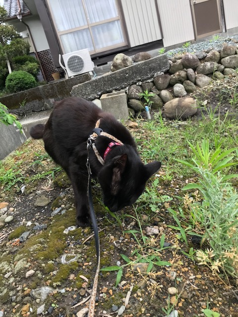 ゴロさんの縄張りチェック ゴロさんの縄張りチェック