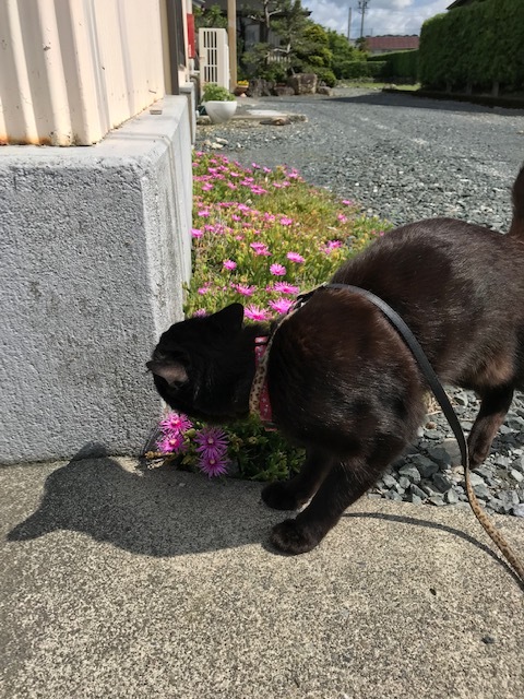 ゴロさんの縄張りチェック ゴロさんの縄張りチェック
