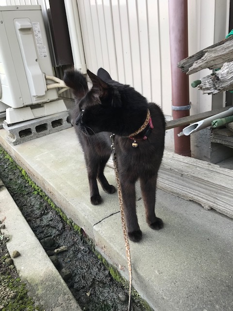 ゴロさんの縄張りチェック ゴロさんの縄張りチェック