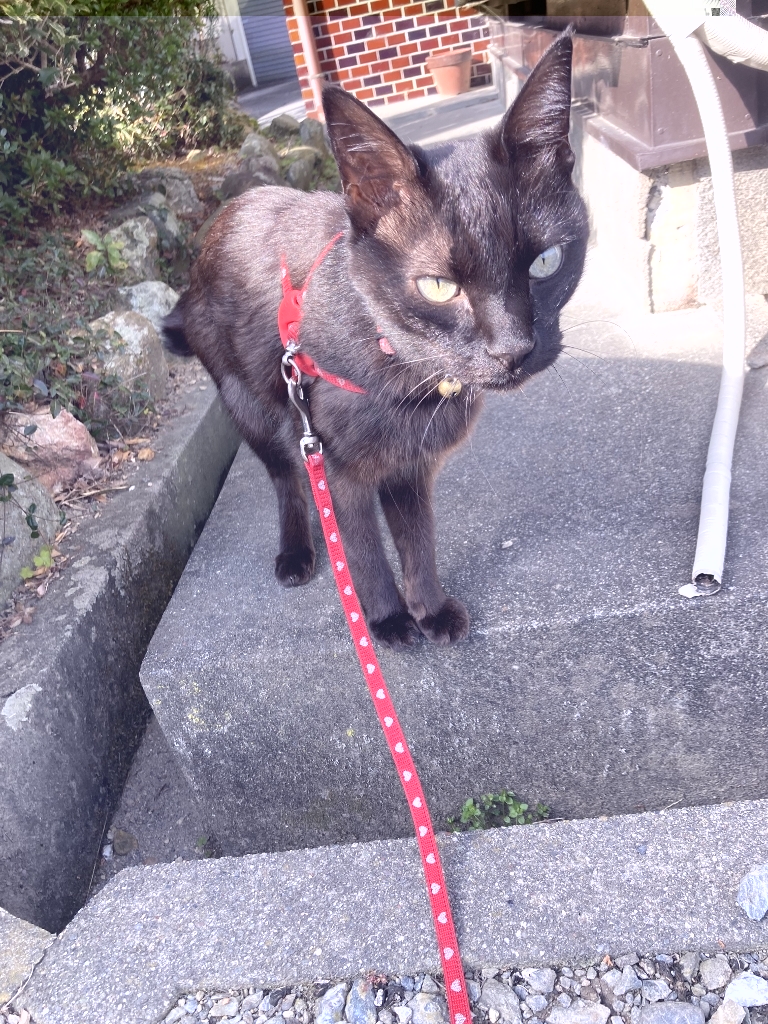 ゴロさんの縄張りチェック ゴロさんの縄張りチェック