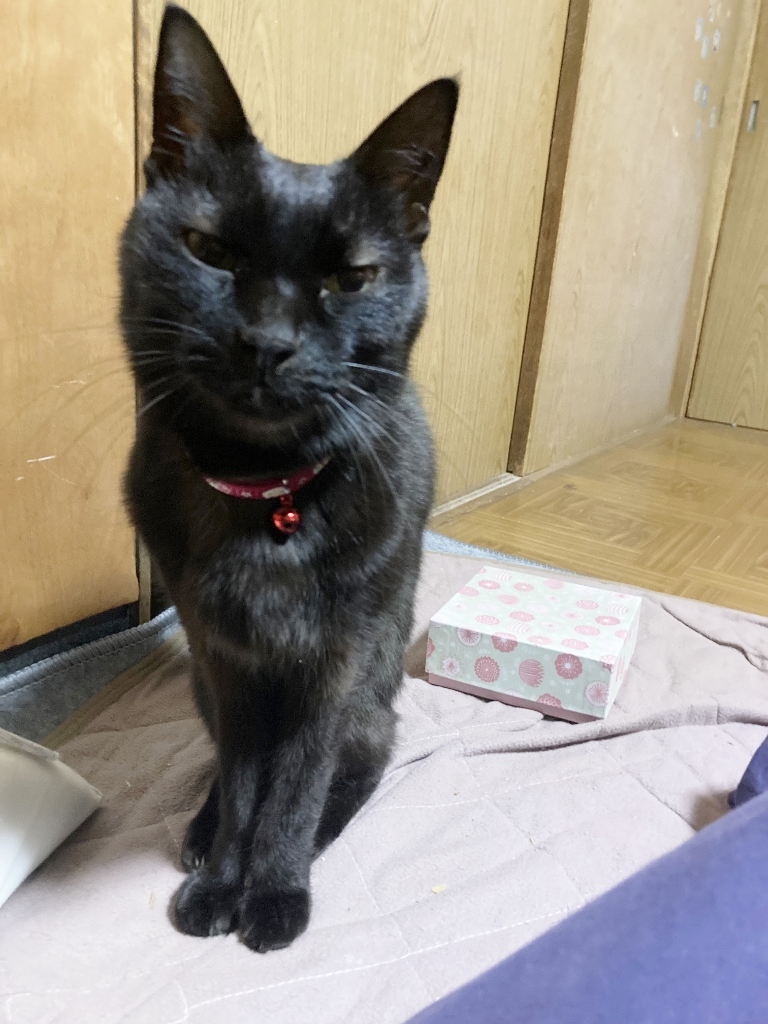 ゴロさん ゴロさん