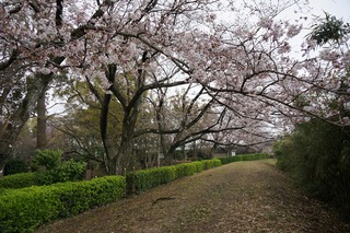 本日のみどり~な 4月1日 本日のみどり~な 4月1日