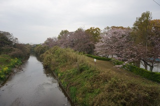 本日のみどり~な 4月1日 本日のみどり~な 4月1日