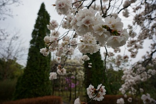 本日のみどり~な 4月1日 本日のみどり~な 4月1日