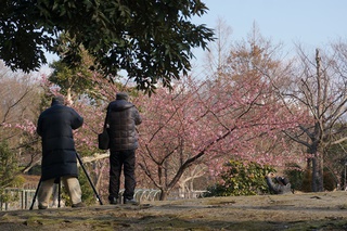 河津桜、満開 河津桜、満開