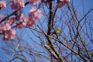 河津桜、満開 河津桜、満開
