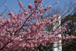 河津桜、満開 河津桜、満開