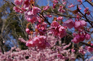 河津桜、満開 河津桜、満開