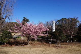 河津桜、満開 河津桜、満開
