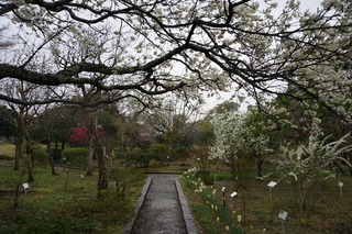 本日のみどり~な 4月1日 本日のみどり~な 4月1日