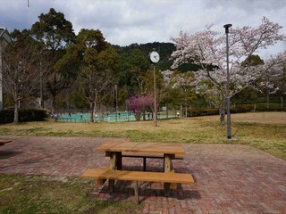 春野ふれあい公園の桜