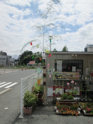 浜松城公園 緑のカーテンと七夕 浜松城公園 緑のカーテンと七夕