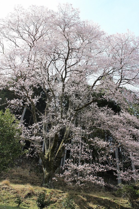 神田のエドヒガン桜満開です