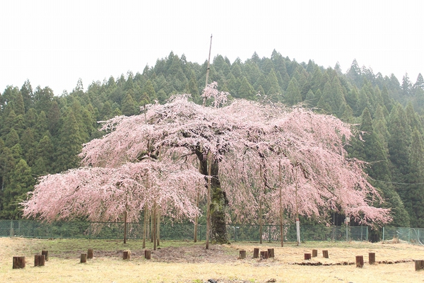 八橋のウバヒガン桜