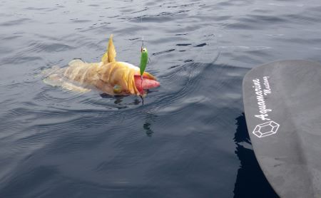 9月15日の獲物。 9月15日の獲物。