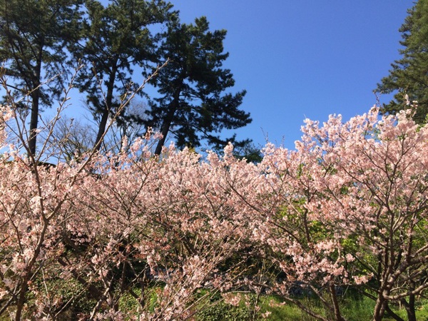 フラワーパーク桜開花宣言
