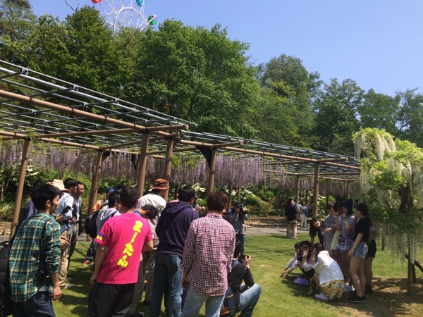 浜名湖花フェスタ2016会場のフラワーパークの藤棚が見頃です