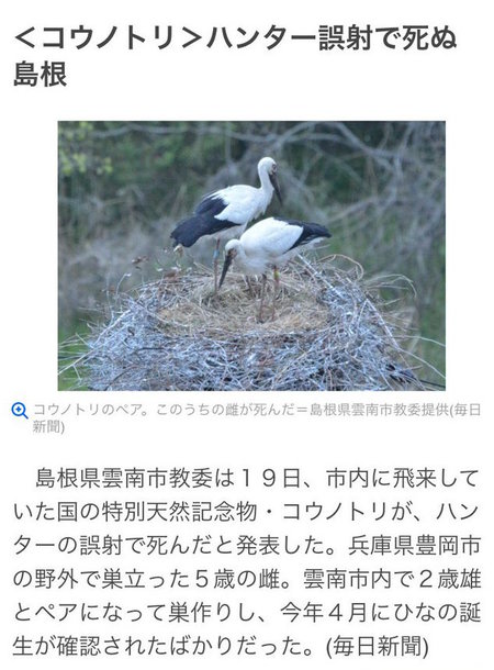 雲南市教育委員会 コウノトリ ハンター 猟友会 サギ 駆除 散弾銃 豊岡市 徳島県鳴門市 コウノトリは貴重なのよ。