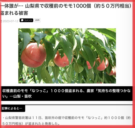 今年もまた桃が盗まれる季節になりました。 今年もまた桃が盗まれる季節になりました。