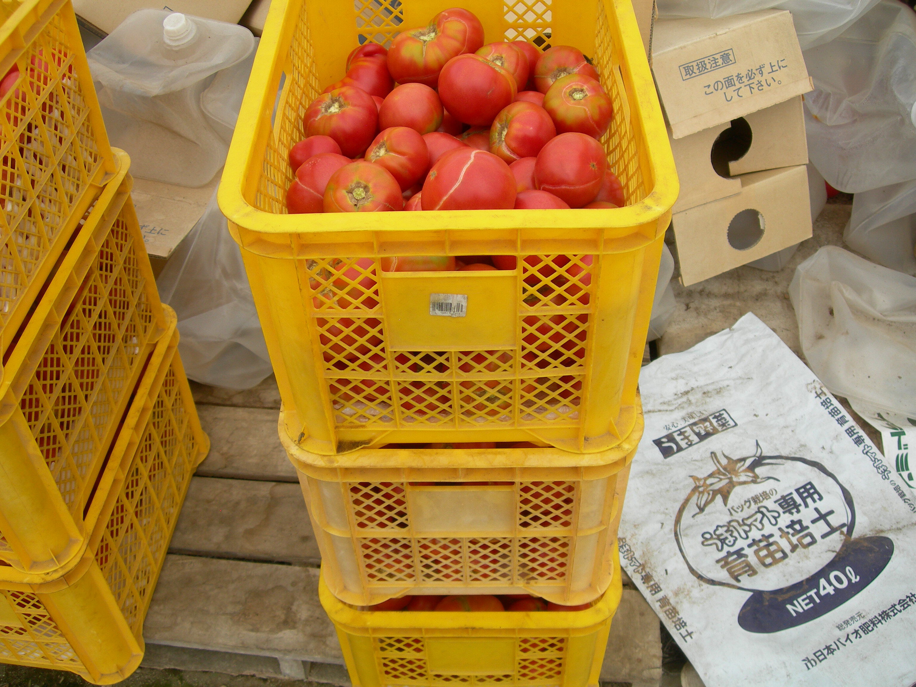 有機トマト　とぴあファーマーズマーケット東店のみの出荷になります。