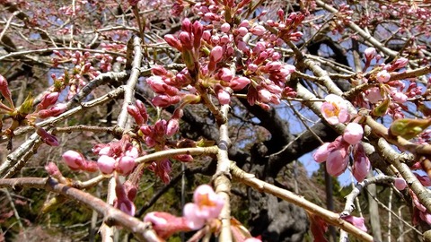 八橋のウバヒガン桜一分咲きです