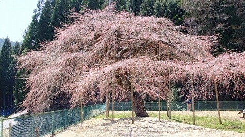 八橋のウバヒガン桜一分咲きです