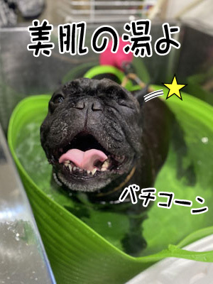 ぐりちゃん☺ ぐりちゃん☺