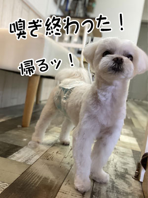 COCO君☺ COCO君☺