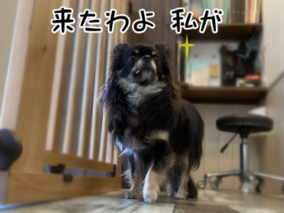 ショコラちゃん☺ ショコラちゃん☺
