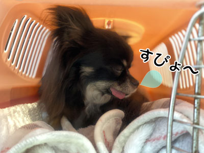 ショコラちゃん☺ ショコラちゃん☺
