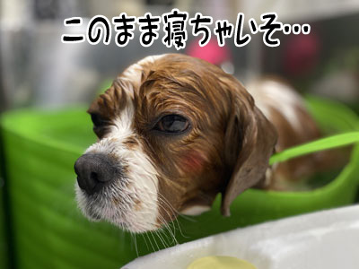 きなこちゃん☺ きなこちゃん☺
